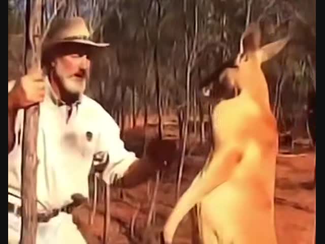 Как помириться с агрессивным кенгуру