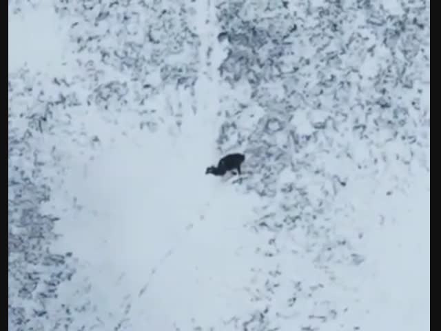 Лики смерти. Продолжение