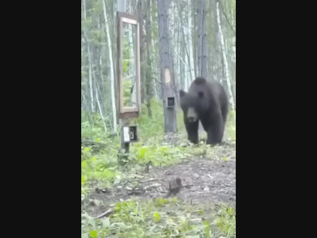 Бой с самим собой 