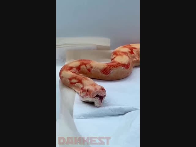 Как зевают змеи