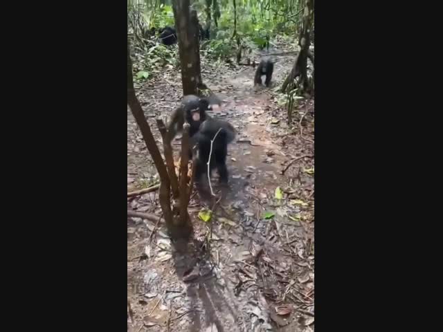 Как детеныши шимпанзе приветствуют новых друзей