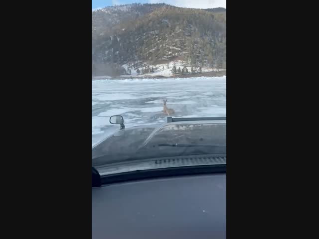 Спасение потеряшки