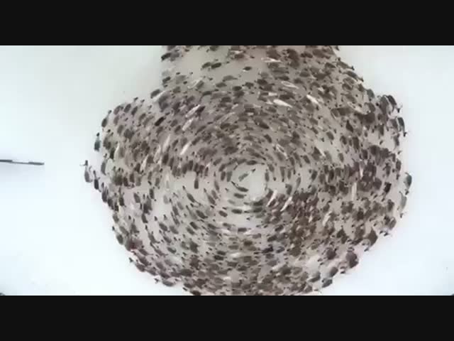 Разгадана тайна хоровода оленей