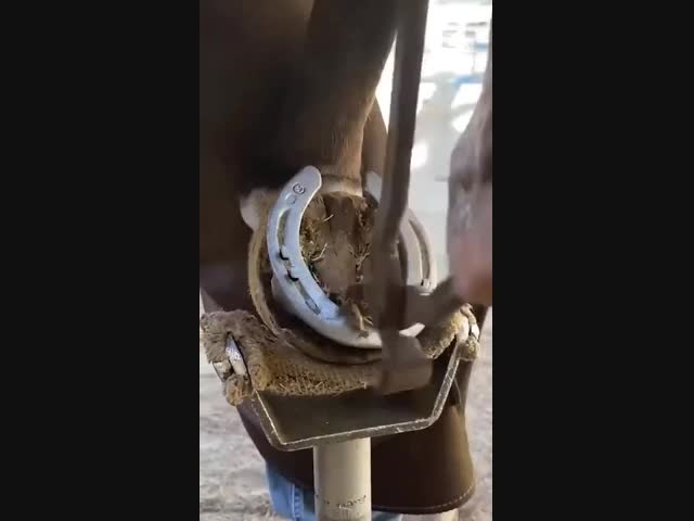 Как чистят и стригут копыта у лошади