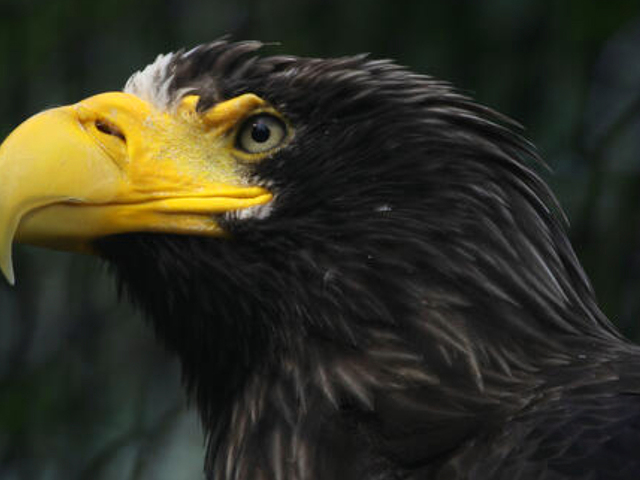 Камчатский белоплечий орлан