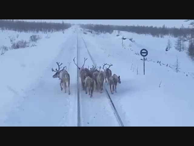 Помеха на дороге