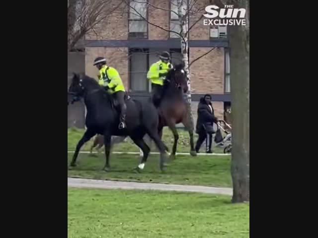 Питбуль напал на лошадь полицейского в Лондоне