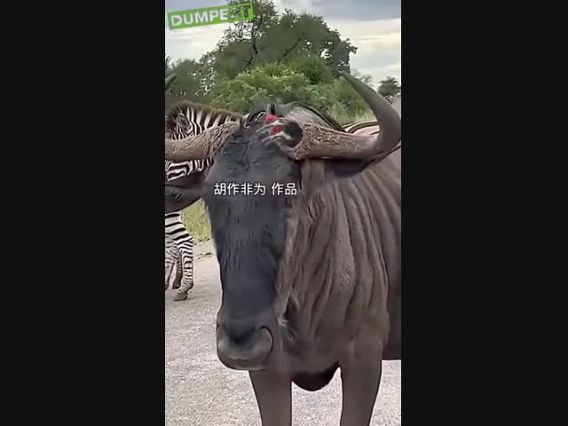 Арендное жильё