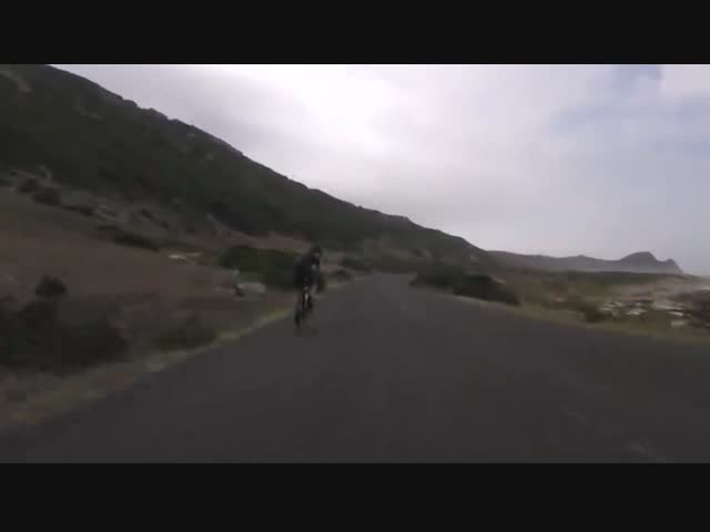 К велогонке присоединился страус и у всех тут же открылось второе дыхание