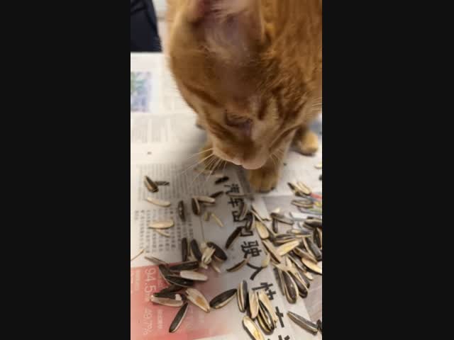 Теперь вы видели всё