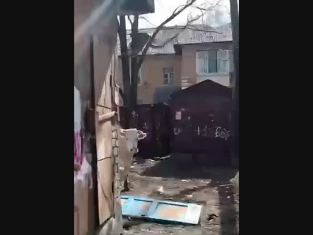 «Корова бабку забодала!»