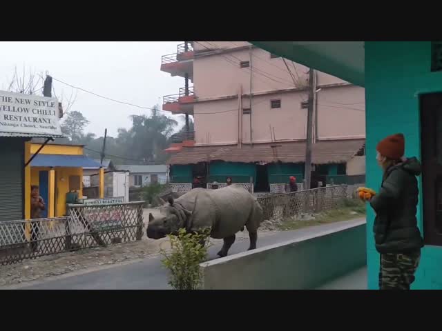 Злой носорог из Непала
