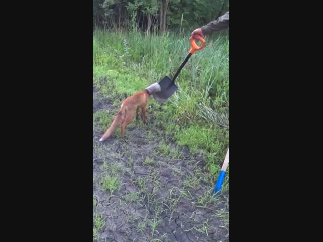 Спасение лисы