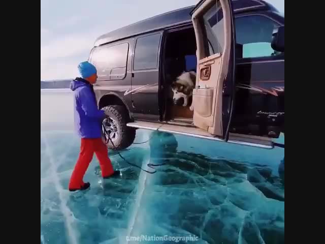 Пугливый собакен