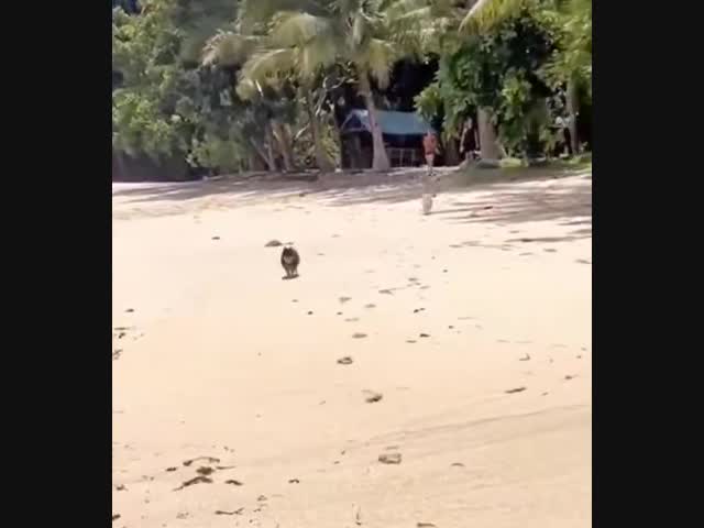 - Давай поиграем?