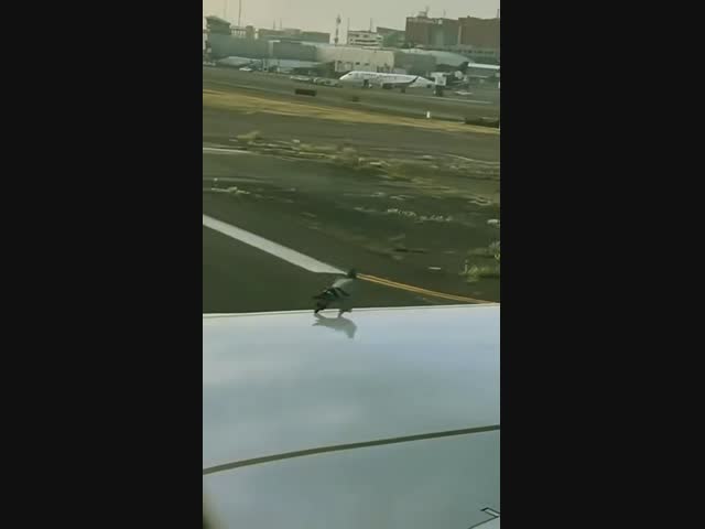 Голубь недооценил скорость самолёта