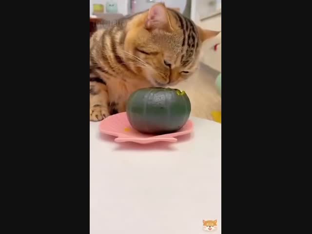 Всеядное существо