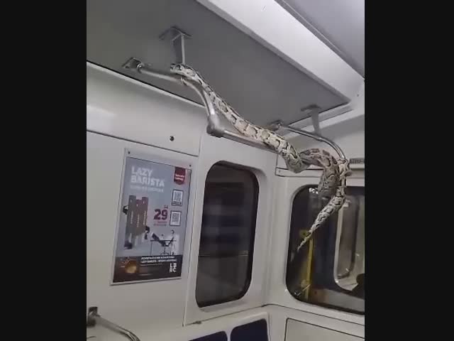 Кто-то выпустил в вагоне Питерского метро удава