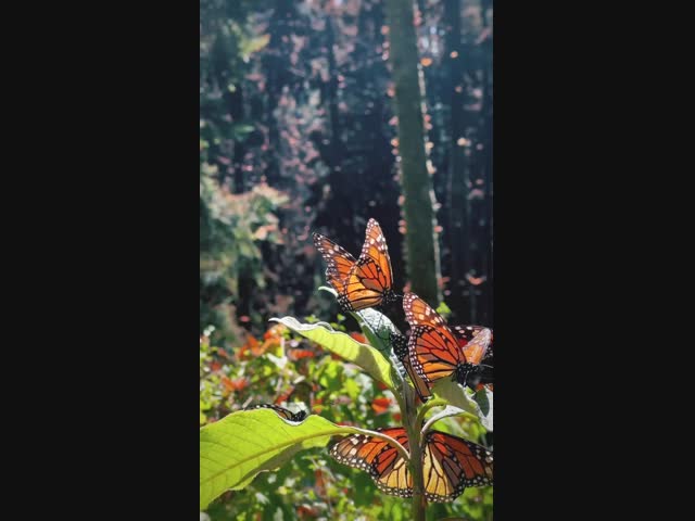 Уникальный заповедник бабочек в Мексике