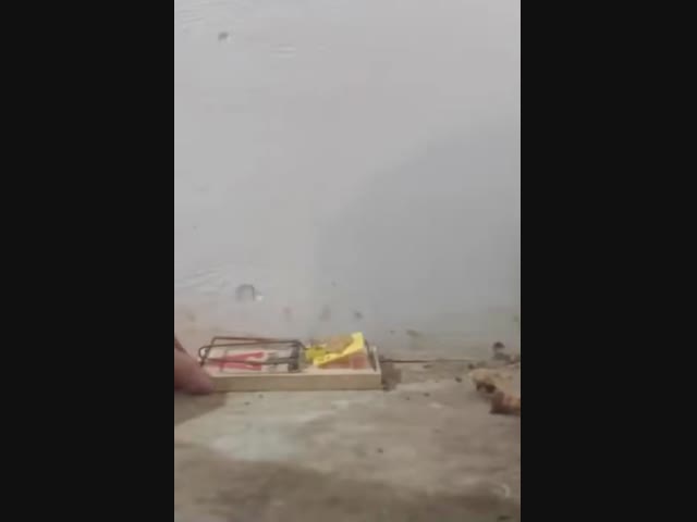 Мыши эволюционируют