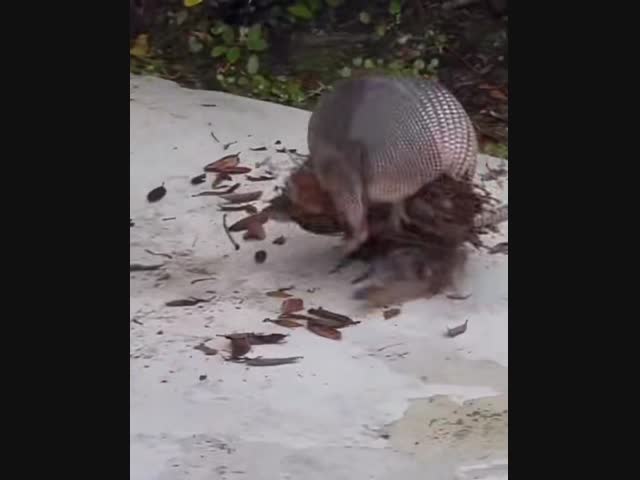 Вот как броненосец переносит материал для гнезда