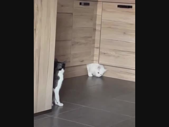 Коты имеют уникальную способность - текучесть