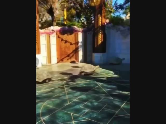 Черепахи умеют быстро бегать