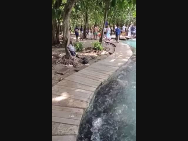 Гигантская змея заползла в бассейн с туристами в Таиланде