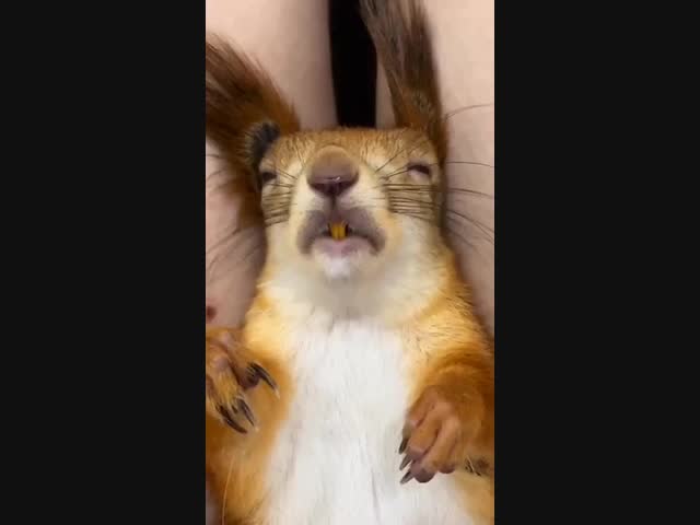 Белки умеют храпеть