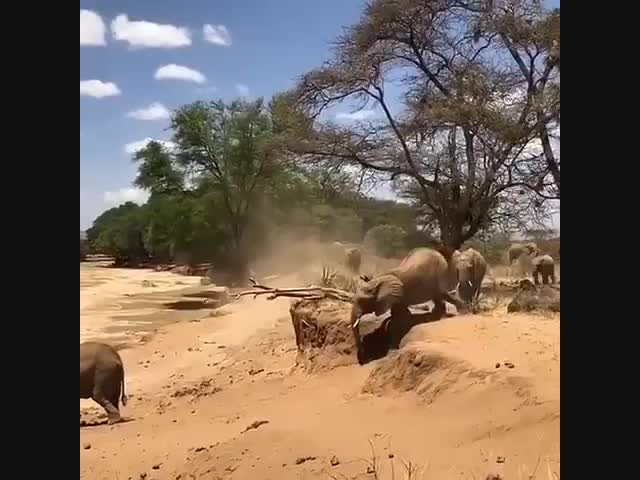 Неопытный слон