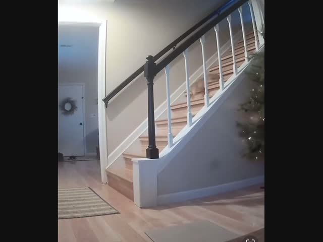 Четвероногий трюкач