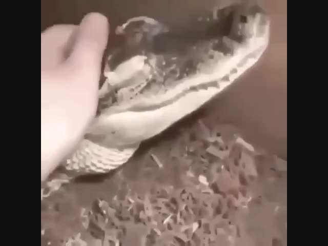 Как кошка, только не мурлыкает