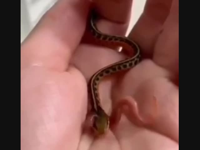 Змея ест червя целиком