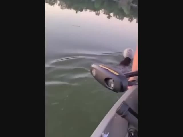 Спасение дикого Винни Пуха