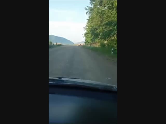 Кошки Приморья