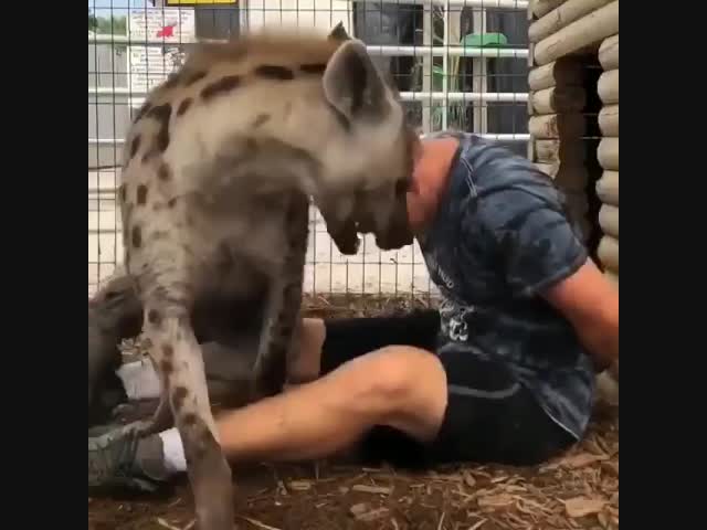 Дрессированная гиена