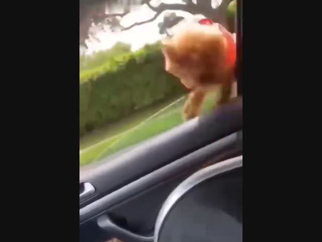 Собачку сдуло ветром