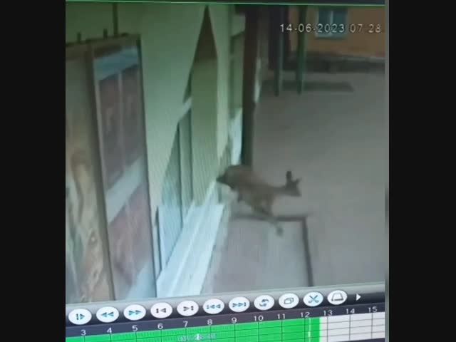 Инцидент у белорусского кинотеатра 