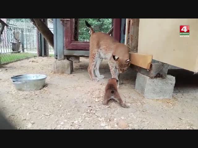 С пополнением! 