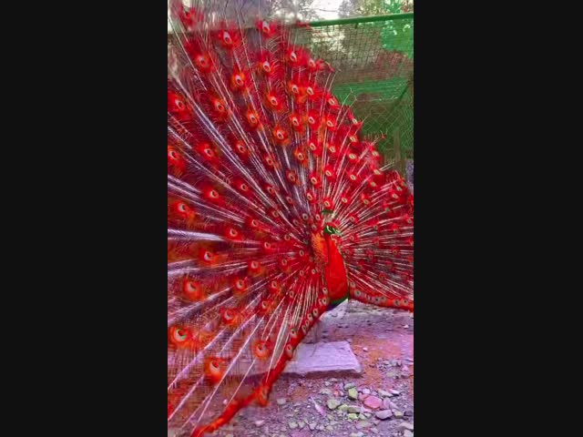 Красный павлин