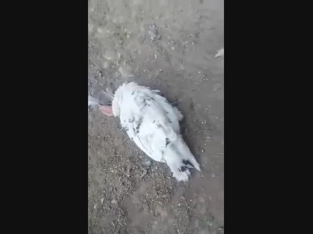 Клянусь, наелся абрикосов