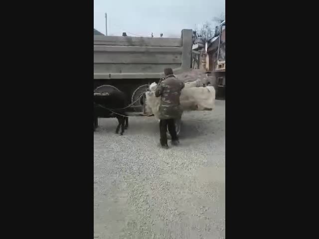 Жалко ослика