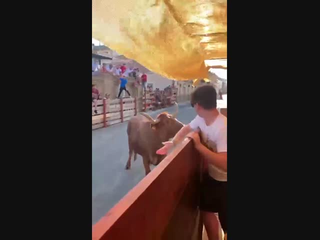 Не дразните мирного быка