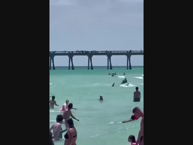 Любопытная акула подплыла к берегу в Мексиканском заливе