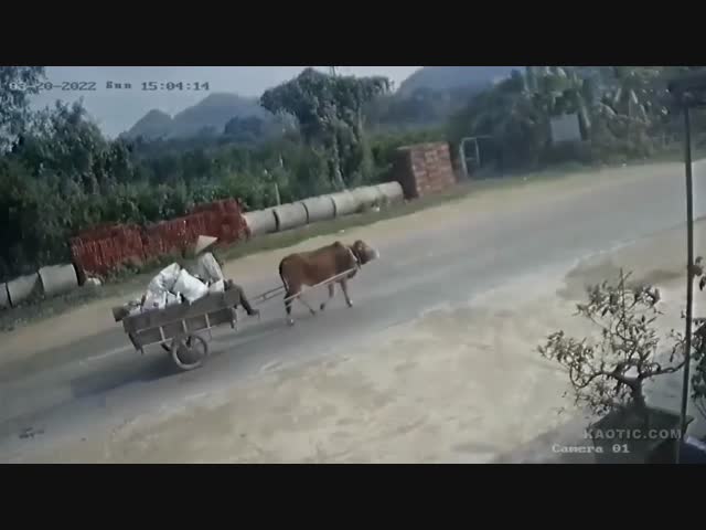 Корова сошла с ума и бросилась под грузовик