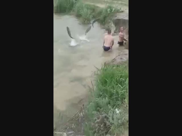 Рыбное изобилие