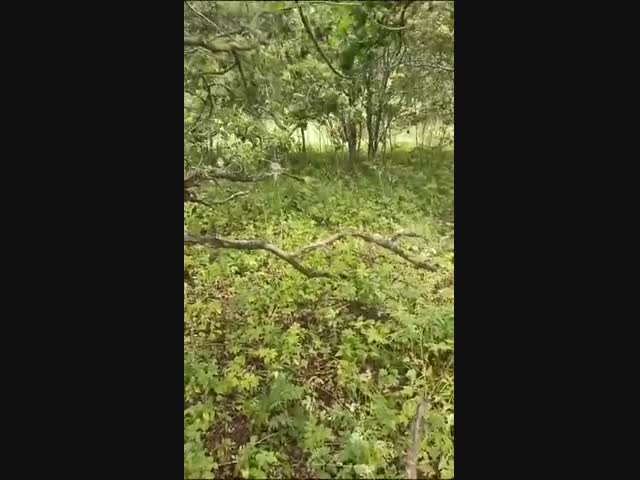 Семья кабанов загнала грибников на дерево
