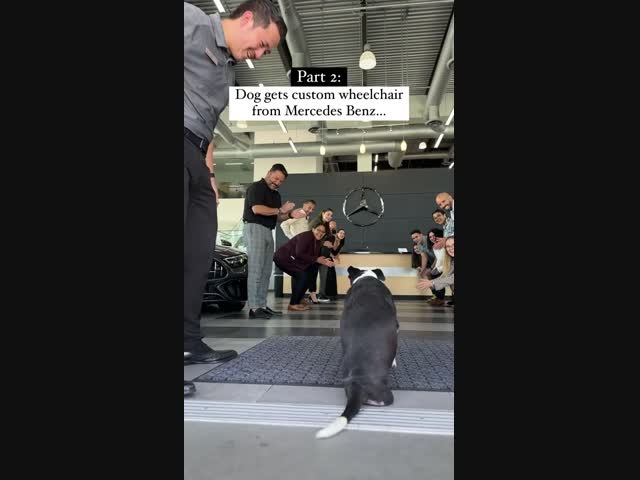 Инвалидное кресло для пёсика от Mercedes Benz