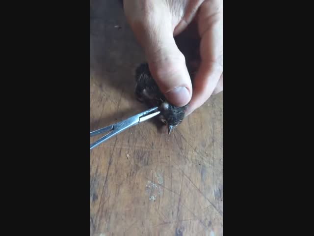 Бедная птичка