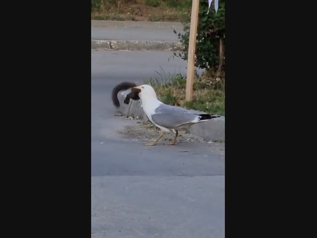 Чайка съела белку заживо…